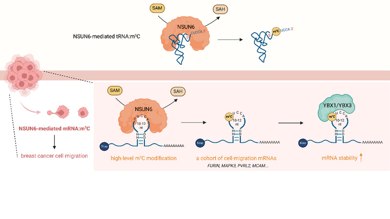 生命学院刘如娟组合作揭示NSUN6催化mRNA m⁵C修饰的新机制及其在乳腺癌细胞迁移中的作用