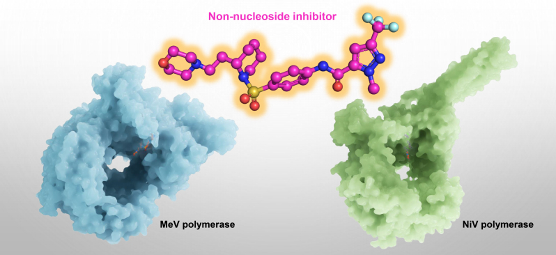 免化所张贺桥/Roger Kornberg团队在《细胞》报道非核苷类抑制剂抑制麻疹病毒及尼帕病毒聚合酶的分子机制