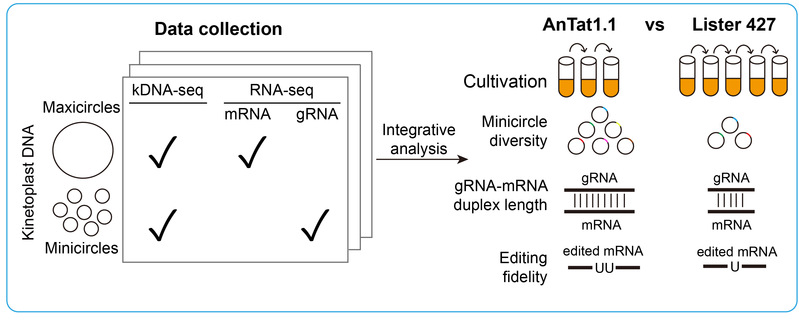 生命学院张力烨组与合作者揭示布氏锥虫线粒体基因组的环境适应性进化，本科生为共同一作